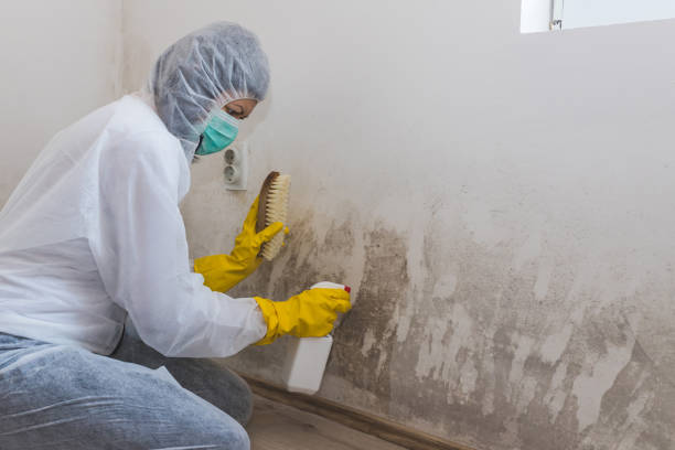 Best Mold Damage Repair  in Asbury, IA