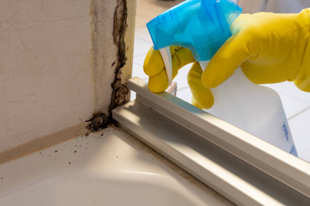 Best Same-Day Mold Removal  in Asbury, IA