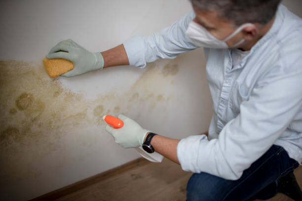 Best Local Mold Removal Service  in Asbury, IA