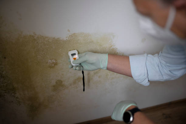 Best Fast Mold Removal  in Asbury, IA