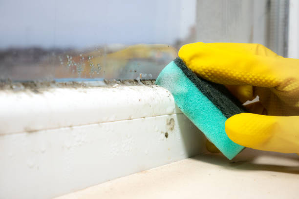 Best Home Mold Removal  in Asbury, IA