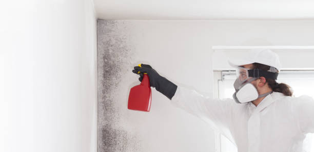 Best Mold Removal Company Near Me  in Asbury, IA