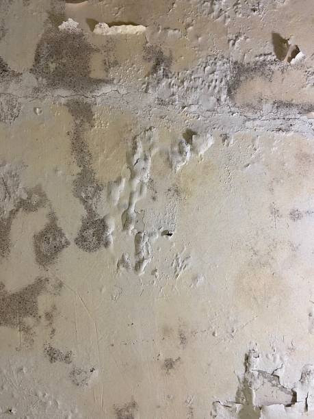 Best Toxic Mold Removal  in Asbury, IA
