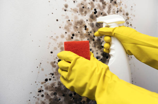 Best Black Mold Removal  in Asbury, IA
