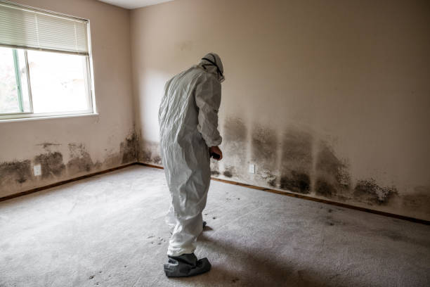 Best Professional Mold Removal  in Asbury, IA