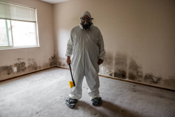 Attic Mold Removal in Asbury, IA