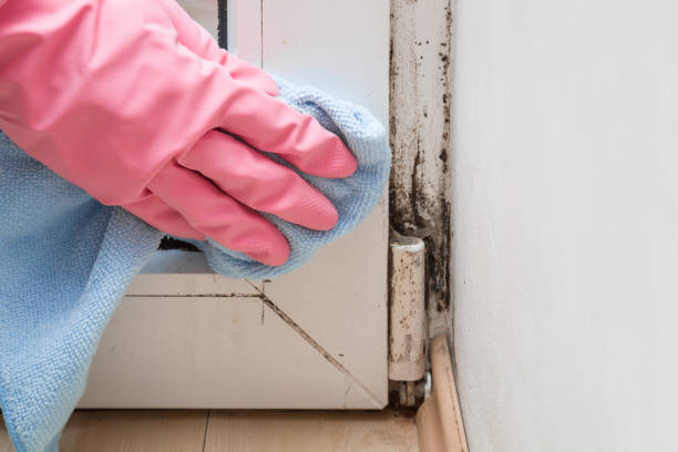 Best Certified Mold Removal  in Asbury, IA