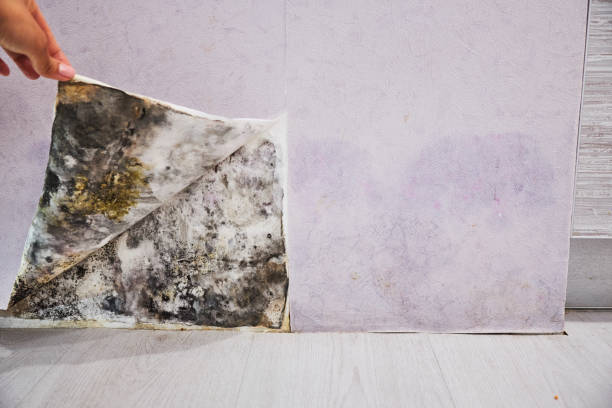 Mold Testing and Removal in Asbury, IA